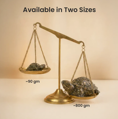 Collector’s Edition Pyrite Tortoise (Kachhua) - Big Size